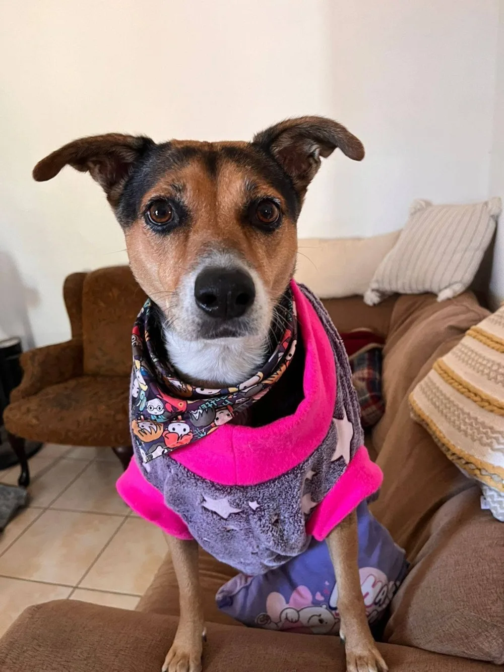 Perrito recién arreglado con pañoleta y suéter
